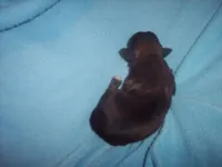 SHORKIE  BOY, a male Shorkie for sale in Gresham, WI – Photo 2 of 2