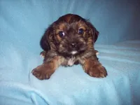 SHORKIE  BOY, a male Shorkie for sale in Gresham, WI – Photo 4 of 4