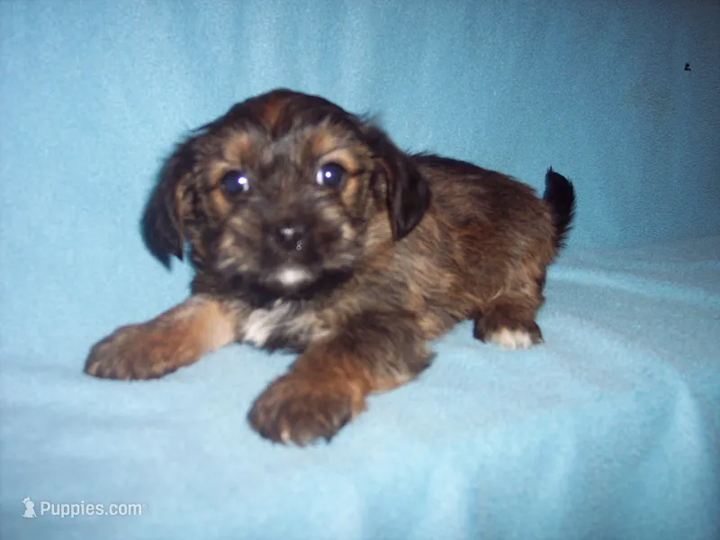 SHORKIE  BOY – Shorkie puppy for sale in Gresham, WI