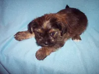 SHORKIE  BOY, a male Shorkie for sale in Gresham, WI – Photo 3 of 4