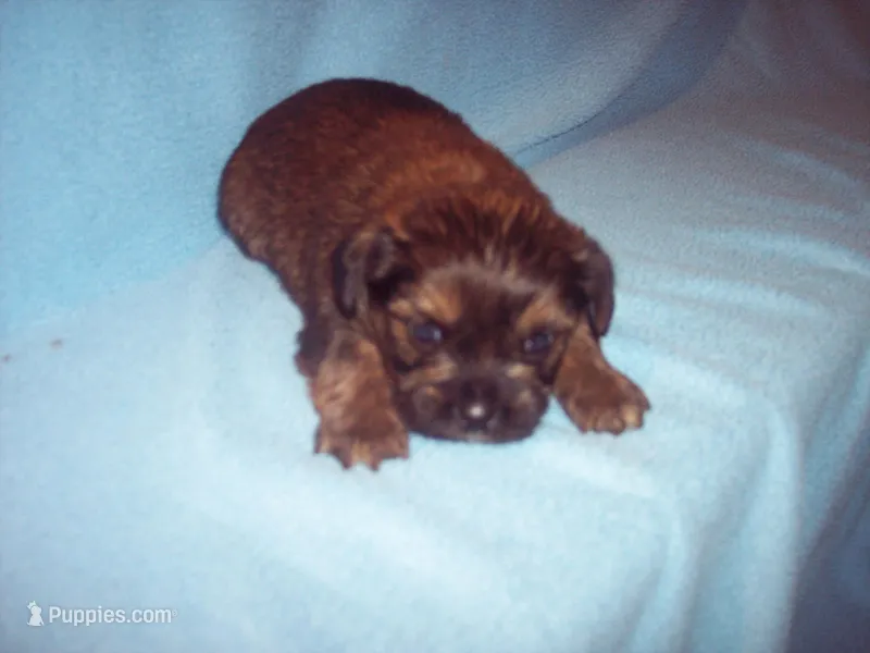 SHORKIE  BOY – Shorkie puppy for sale in Gresham, WI