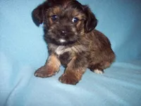 SHORKIE  BOY, a male Shorkie for sale in Gresham, WI – Photo 2 of 4