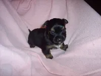 SHORKIE GIRL   #3    , a female Shorkie for sale in Gresham, WI – 2 of 2