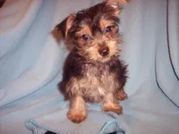 YORKIE MIX 1, a male Yorkshire Terrier for sale in Gresham, WI – 1 of 4