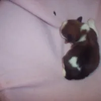 SHORKIE GirL  # 1, a female Shorkie for sale in Gresham, WI – Photo 3 of 3