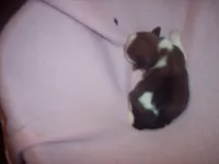 SHORKIE GRIL  # 1, a female Shorkie for sale in Gresham, WI – Photo 3 of 3