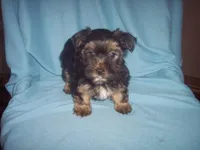 YORKSHIRE TERRIER BOY #1, a male Yorkshire Terrier for sale in Gresham, WI – Photo 2 of 3