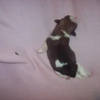 SHORKIE GirL  # 1, a female Shorkie for sale in Gresham, WI – Photo 2 of 3