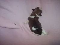 SHORKIE GRIL  # 1, a female Shorkie for sale in Gresham, WI – Photo 2 of 3