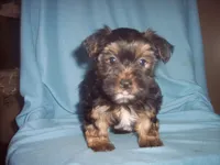 YORKSHIRE TERRIER BOY #1, a male Yorkshire Terrier for sale in Gresham, WI – Photo 3 of 3