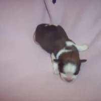 SHORKIE GirL  # 1, a female Shorkie for sale in Gresham, WI – Photo 1 of 3