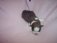 SHORKIE GRIL  # 1, a female Shorkie for sale in Gresham, WI – Photo 1 of 3