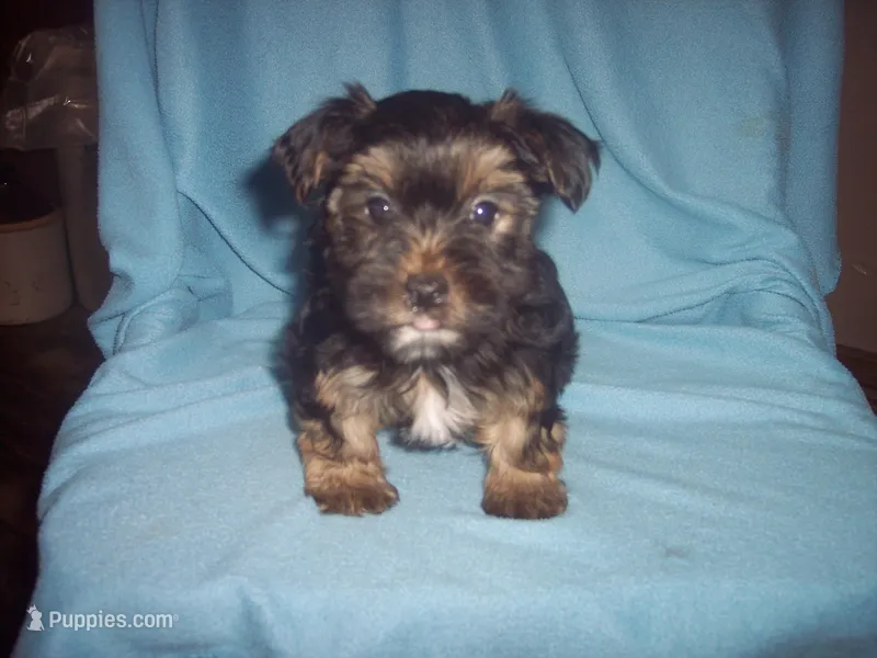 YORKSHIRE TERRIER BOY #1 – Yorkshire Terrier puppy for sale in Gresham, WI