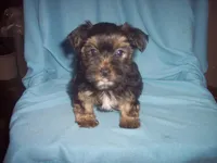 YORKSHIRE TERRIER BOY #1, a male Yorkshire Terrier for sale in Gresham, WI – Photo 1 of 3