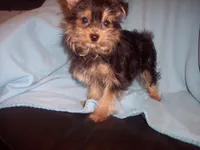 YORKIE MIX 3, a male Yorkshire Terrier for sale in Gresham, WI – 2 of 2
