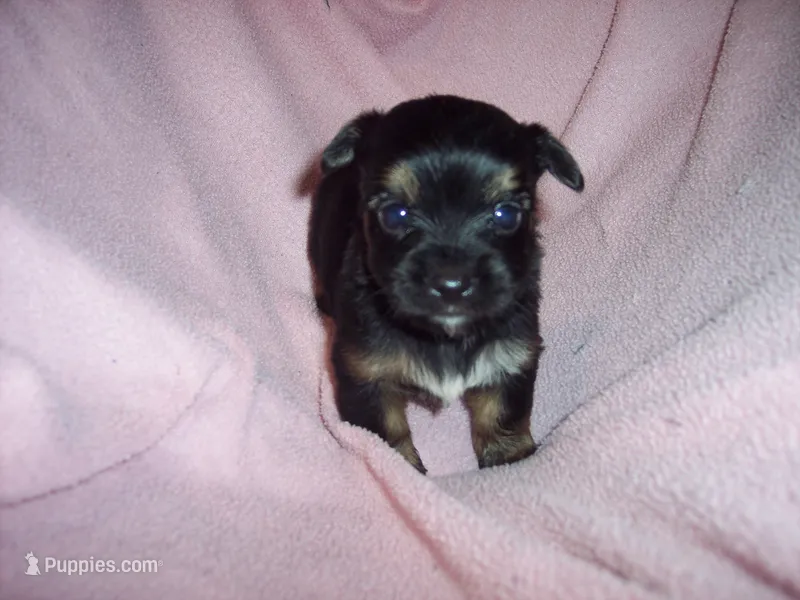 SHORKIE GIRL   #3     – Shorkie puppy for sale in Gresham, WI