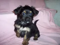 SHORKIE GIRL   #2, a female Shorkie for sale in Gresham, WI – 3 of 3