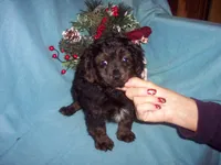 YORKI POO BOY, a male Yorkipoo for sale in Gresham, WI – Photo 1 of 3
