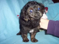 YORKI POO BOY, a male Yorkipoo for sale in Gresham, WI – Photo 3 of 3
