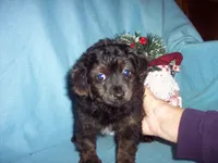 YORKI POO BOY, a male Yorkipoo for sale in Gresham, WI – Photo 2 of 3