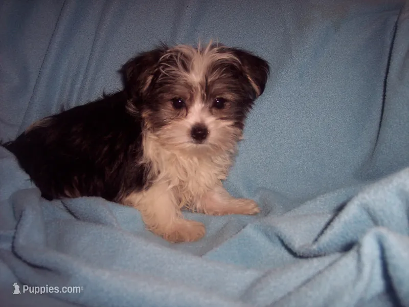 SHORKIE BOY #1 – Shorkie puppy for sale in Gresham, WI
