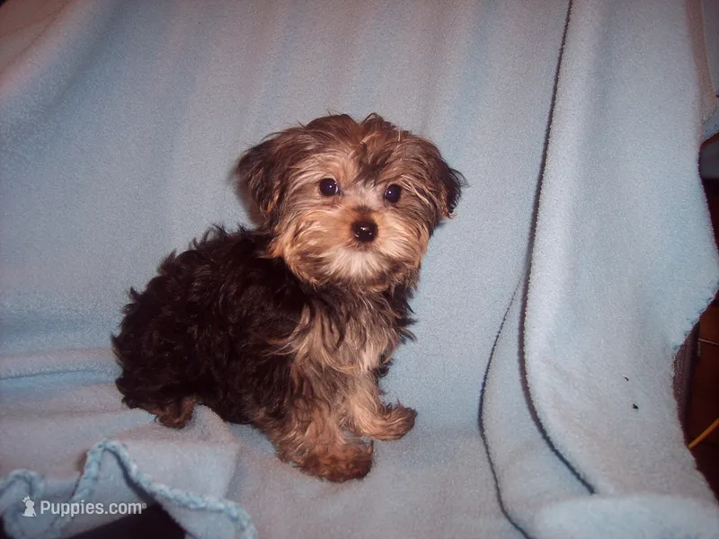 YORKIE MIX 2 – Yorkshire Terrier puppy for sale in Gresham, WI