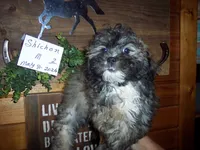  SALE PRICE     SHICHON BOY, a male Shichon for sale in Gresham, WI – 2 of 2