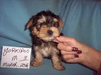 YORKI POO BOY , a male Yorkipoo for sale in Gresham, WI – 1 of 1