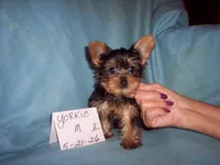 YORKIE BOY , a male Yorkshire Terrier for sale in Gresham, WI – 3 of 3