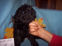 YORKIPOO BOY # 2, a male Yorkipoo for sale in Gresham, WI – 2 of 2