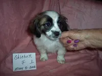 SHICHON GIRL #1, a female Shichon for sale in Gresham, WI – 3 of 3