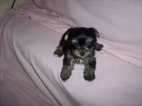 YORKIE GIRL # 1, a female Yorkshire Terrier for sale in Gresham, WI – 2 of 3