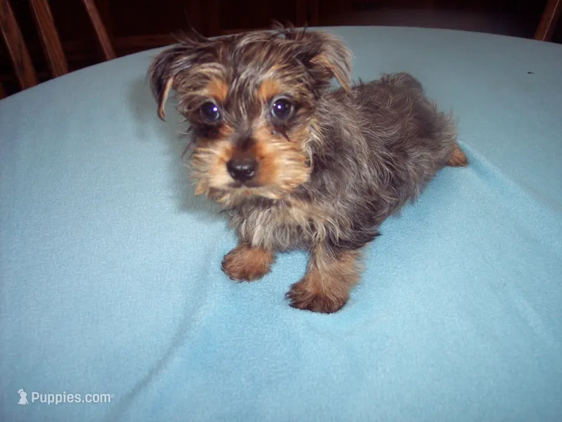 BLUE MERLE BOY  – Yorkshire Terrier puppy for sale in Gresham, WI