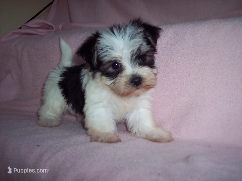 MORKIE GIRL – Morkie puppy for sale in Gresham, WI