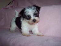 MORKIE GIRL, a female Morkie for sale in Gresham, WI – 1 of 2