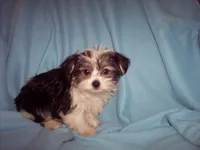 SHORKIE BOY #1, a male Shorkie for sale in Gresham, WI – 3 of 3