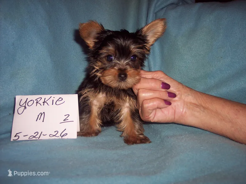 YORKIE BOY  – Yorkshire Terrier puppy for sale in Gresham, WI