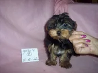 YORKIE GIRL, a female Yorkshire Terrier for sale in Gresham, WI – Photo 2 of 3