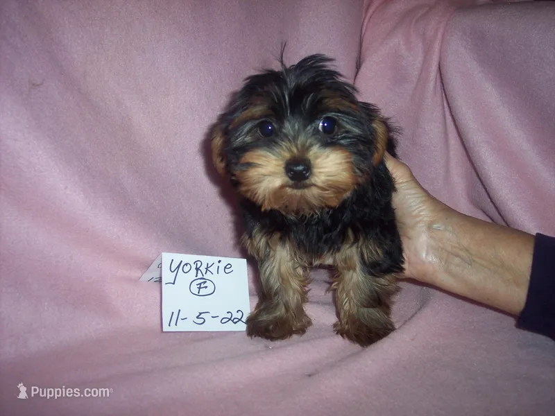 YORKIE GIRL