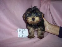 YORKIE GIRL, a female Yorkshire Terrier for sale in Gresham, WI – Photo 1 of 3