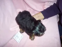 YORKIE GIRL, a female Yorkshire Terrier for sale in Gresham, WI – Photo 3 of 3