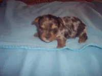 blue, a male Yorkshire Terrier for sale in Gresham, WI – Photo 3 of 3