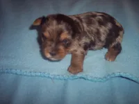 blue, a male Yorkshire Terrier for sale in Gresham, WI – Photo 2 of 3