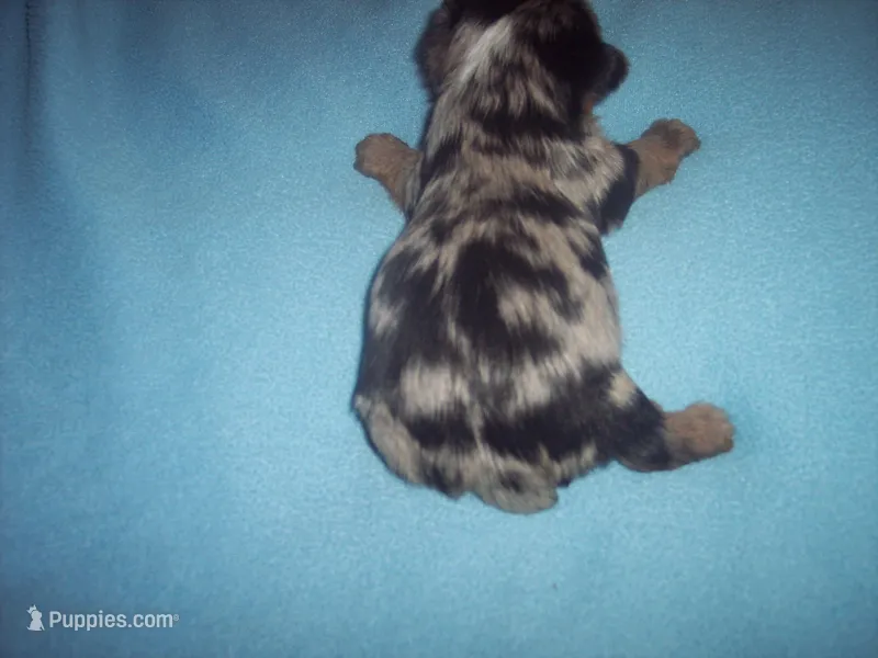 blue, a male Yorkshire Terrier for sale in Gresham, WI – Photo 1 of 3