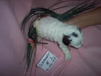 SCHNOODLE  1, a female Schnoodle for sale in Gresham, WI – Photo 3 of 3