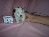 SCHNOODLE  1, a female Schnoodle for sale in Gresham, WI – Photo 2 of 3