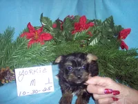 YORKSHIRE TERRIER BOY #1, a male Yorkshire Terrier for sale in Gresham, WI – Photo 2 of 3