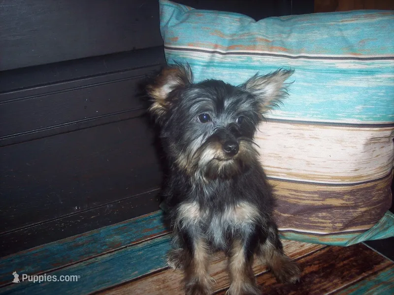 YORKSHIRE TERRIER BOY #1