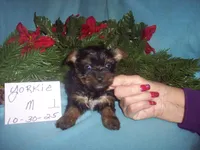 YORKSHIRE TERRIER BOY #1, a male Yorkshire Terrier for sale in Gresham, WI – Photo 1 of 3