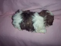 SHICHON GIRL, a female Shichon for sale in Gresham, WI – Photo 2 of 2